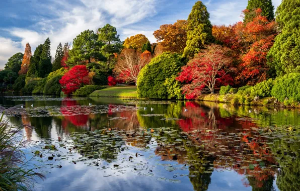 Picture autumn, trees, landscape, nature, pond, Park, England, Sheffield