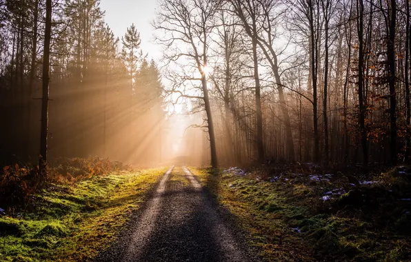 Road, forest, light, landscape, nature, morning