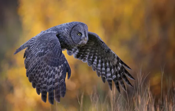 Background, owl, bird, wings, flight, Great grey owl