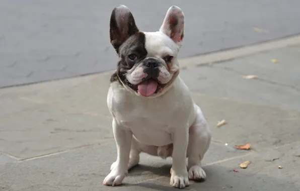 Picture language, dog, funny, doggie, French bulldog