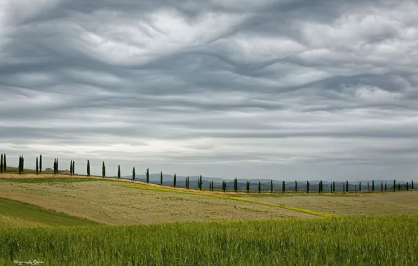 Field, the sky, trees, spring, Italy, May, cypress, Tuscany