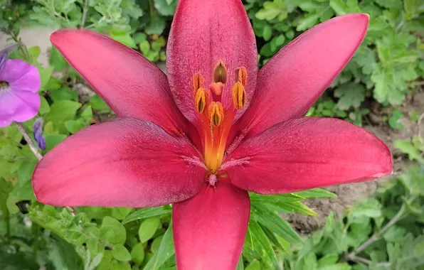 The evening, June, flowerbed lily