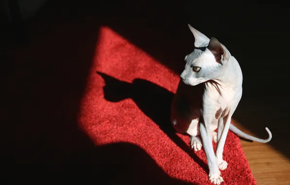 Cat, cat, look, light, pose, carpet, shadow, black background