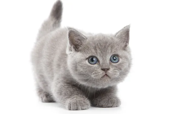 Picture cat, grey, white background, kitty