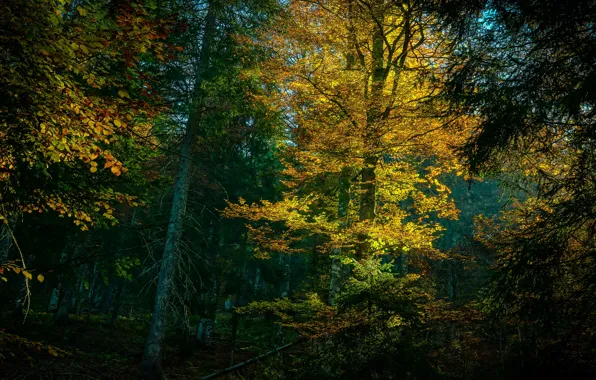 Autumn, forest, trees, branches, foliage, yellow leaves, Golden autumn