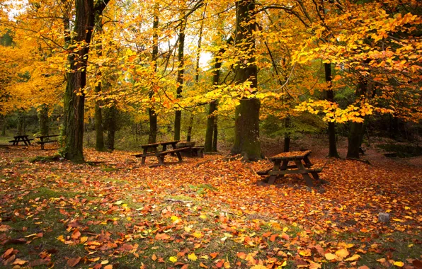Autumn, forest, trees, foliage, benches