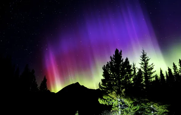 Picture the sky, stars, trees, night, Northern lights
