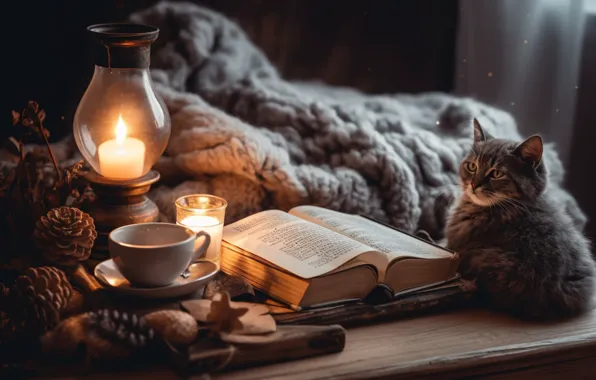 Cat, cat, light, comfort, kitty, heat, table, room