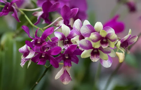 Picture branch, orchids, exotic
