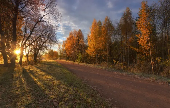 Picture the sun, autumn, road, forest