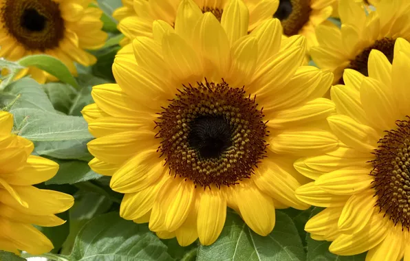 Field, sunflowers, suns