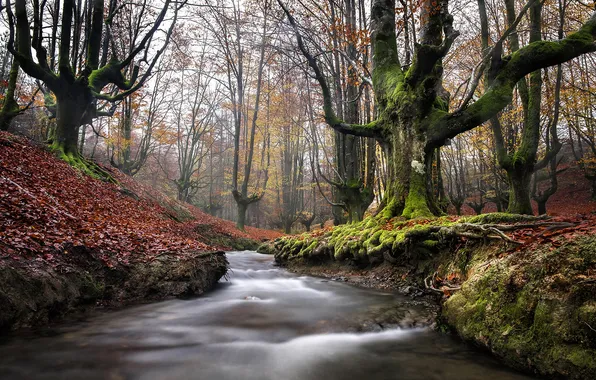 Autumn, forest, trees, branches, nature, river, stream, foliage