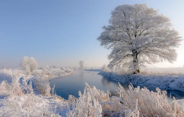 Picture winter, frost, grass, snow, landscape, nature, river, tree