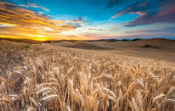 Wheat, field, the sky, clouds, landscape, sunset, nature, sky
