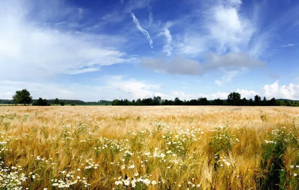 The sky, clouds, trees, flowers, nature, horizon, grass, landscape. field