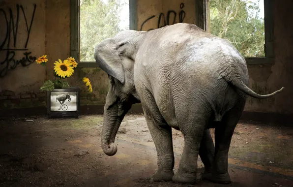 Picture TV, elephant, room