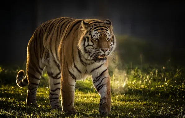 Picture tiger, background, predator, wild cat, handsome
