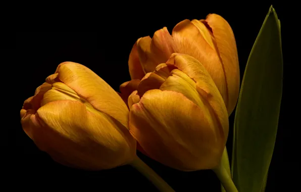 Picture flowers, background, tulips