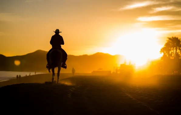 Palm trees, people, horse, shore, the evening, rider