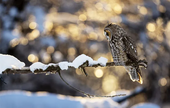 Winter, look, light, snow, nature, pose, glare, owl