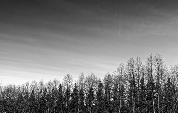 Forest, the sky, Gothic, black and white, alley