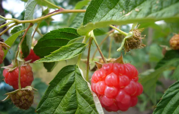 Raspberry, branch, Summer