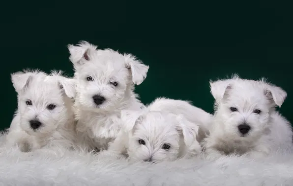 Puppies, white, Quartet, cute