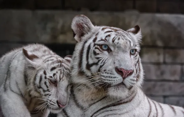 Cat, pair, kitty, white tiger, tigress, tiger