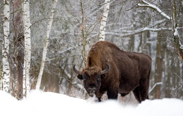 Winter, snow, Buffalo
