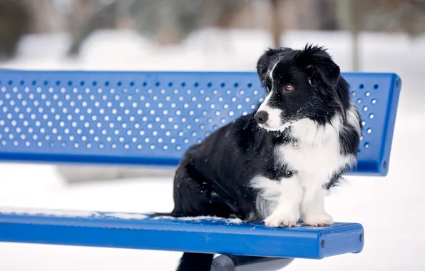 Picture bench, dog, The border collie