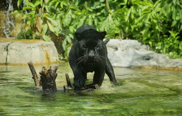 Predator, Panther, bathing, wild cat, zoo, pond, black Jaguar
