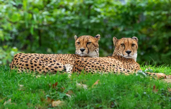 Greens, grass, look, stay, glade, pair, Cheetah, muzzle