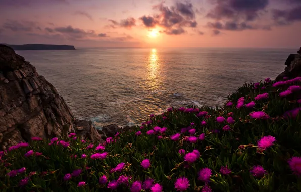 Sea, the sun, clouds, light, landscape, sunset, flowers, nature