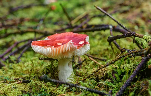 Forest, mushroom, mushroom