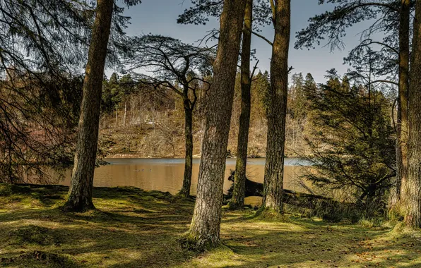 Picture shadow, light, log, trees, shore, lake, pine, a fallen tree