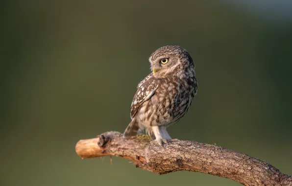 Nature, bird, Little Owl
