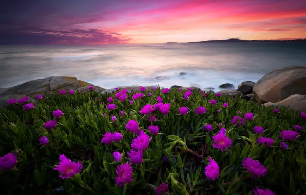 Picture flowers, shore, sea, water, the sky, stones, sunset