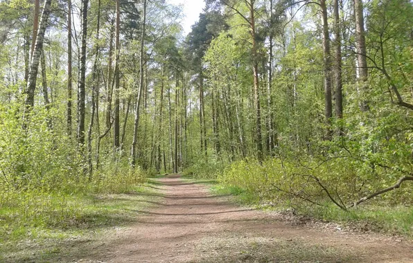 Landscape, Park, spring, walking, Piskarevsky Park