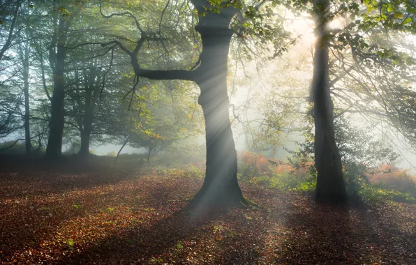 Autumn, forest, leaves, the sun, rays, light, trees, branches