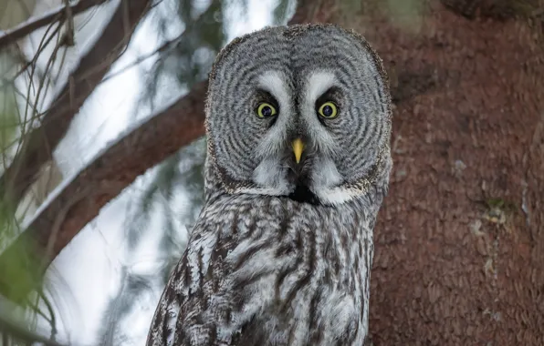Picture look, trees, branches, nature, owl, bird, portrait, bokeh
