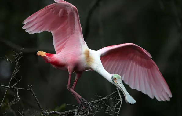 Branches, nature, bird, wings, feathers, beak, pink, bokeh