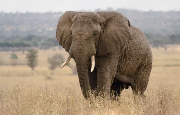 Grass, nature, elephant, large, trunk