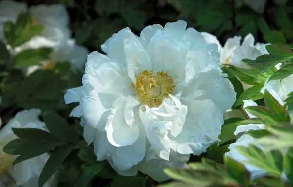 White, flower, leaves, macro, light, spring, petals, peony
