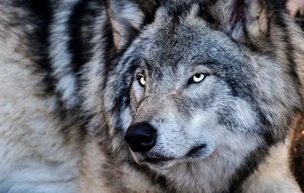 Look, wolf, wool