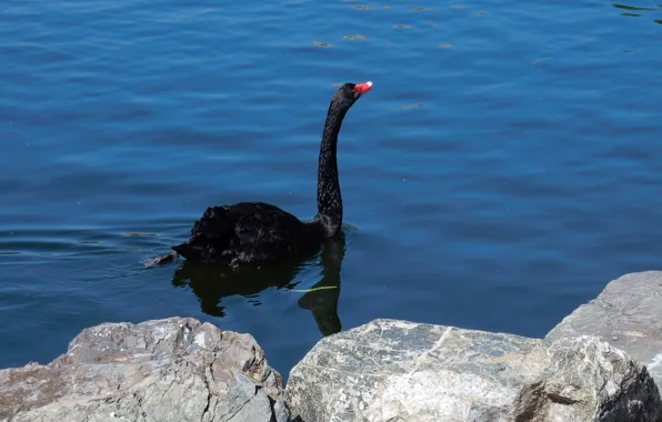 Animals, lake, pond, widescreen, black, wallpaper, Swan, swan