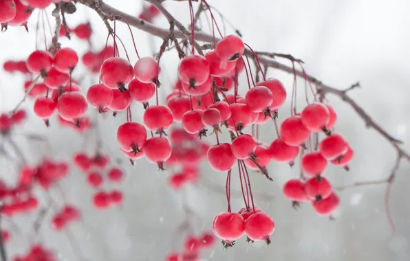Picture winter, berries, branch