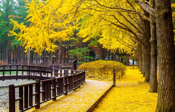 Autumn, leaves, trees, Park, yellow, park, autumn, leaves