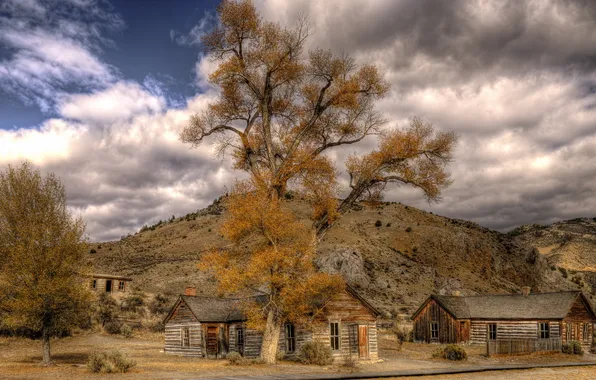 Picture tree, home, Bannack Montana