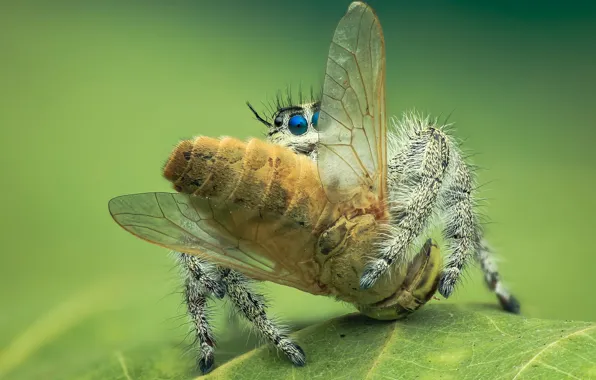 Fly, background, spider