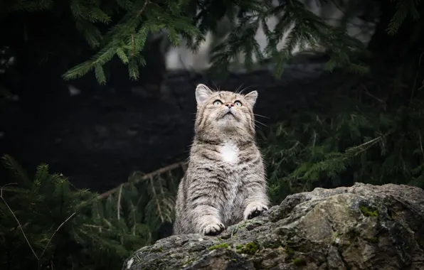 Forest, cat, cat, look, face, branches, nature, pose
